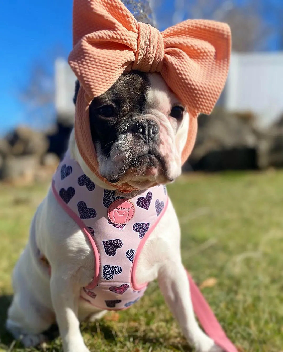 Frenchiestore Reversible Dog Health Harness | Blushed